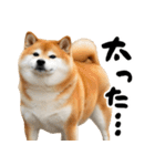 ぽっちゃりした柴犬がダイエット！（個別スタンプ：19）