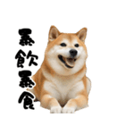 ぽっちゃりした柴犬がダイエット！（個別スタンプ：20）