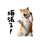 ぽっちゃりした柴犬がダイエット！（個別スタンプ：21）