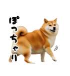 ぽっちゃりした柴犬がダイエット！（個別スタンプ：22）