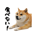 ぽっちゃりした柴犬がダイエット！（個別スタンプ：23）