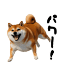 ぽっちゃりした柴犬がダイエット！（個別スタンプ：24）