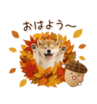 大人かわいい秋の癒し柴犬（個別スタンプ：1）