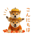 大人かわいい秋の癒し柴犬（個別スタンプ：5）