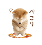 大人かわいい秋の癒し柴犬（個別スタンプ：8）