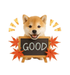 大人かわいい秋の癒し柴犬（個別スタンプ：12）