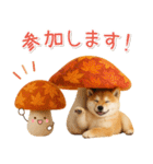 大人かわいい秋の癒し柴犬（個別スタンプ：18）