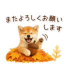 大人かわいい秋の癒し柴犬（個別スタンプ：23）