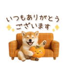 大人かわいい秋の癒し柴犬（個別スタンプ：24）