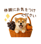 大人かわいい秋の癒し柴犬（個別スタンプ：26）