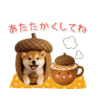 大人かわいい秋の癒し柴犬（個別スタンプ：31）