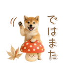 大人かわいい秋の癒し柴犬（個別スタンプ：36）