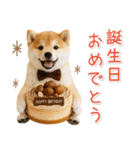 大人かわいい秋の癒し柴犬（個別スタンプ：37）