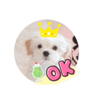 〜わんこの日常生活〜（個別スタンプ：1）