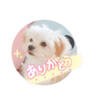 〜わんこの日常生活〜（個別スタンプ：2）