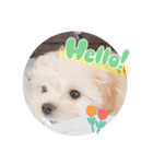 〜わんこの日常生活〜（個別スタンプ：3）