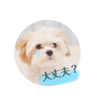 〜わんこの日常生活〜（個別スタンプ：4）