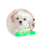 〜わんこの日常生活〜（個別スタンプ：5）