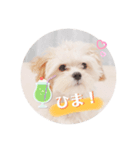 〜わんこの日常生活〜（個別スタンプ：11）