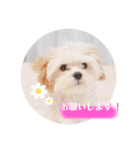 〜わんこの日常生活〜（個別スタンプ：12）