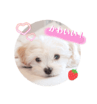 〜わんこの日常生活〜（個別スタンプ：15）