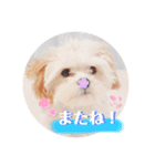 〜わんこの日常生活〜（個別スタンプ：16）