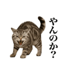 煽る！ネコ（個別スタンプ：1）