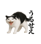煽る！ネコ（個別スタンプ：2）