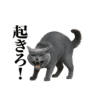 煽る！ネコ（個別スタンプ：4）