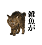 煽る！ネコ（個別スタンプ：5）