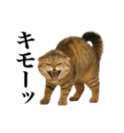 煽る！ネコ（個別スタンプ：6）