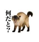 煽る！ネコ（個別スタンプ：7）