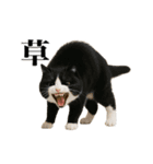 煽る！ネコ（個別スタンプ：8）