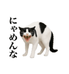 煽る！ネコ（個別スタンプ：9）