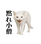 煽る！ネコ（個別スタンプ：10）