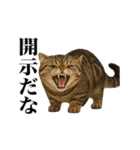煽る！ネコ（個別スタンプ：11）