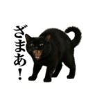 煽る！ネコ（個別スタンプ：12）