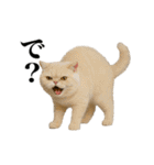 煽る！ネコ（個別スタンプ：13）