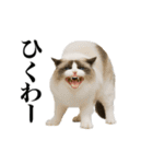 煽る！ネコ（個別スタンプ：14）