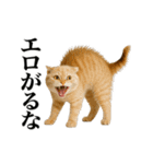煽る！ネコ（個別スタンプ：16）