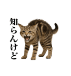 煽る！ネコ（個別スタンプ：17）