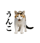 煽る！ネコ（個別スタンプ：18）