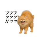 煽る！ネコ（個別スタンプ：19）