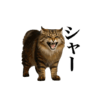 煽る！ネコ（個別スタンプ：20）