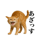 煽る！ネコ（個別スタンプ：21）