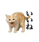 煽る！ネコ（個別スタンプ：22）