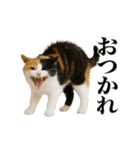 煽る！ネコ（個別スタンプ：23）
