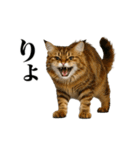 煽る！ネコ（個別スタンプ：24）