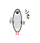 愉快なシジミチャン（個別スタンプ：30）