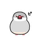 愉快なシジミチャン（個別スタンプ：31）